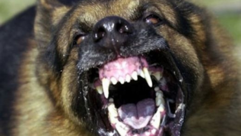 Озверяло псе нахапа зверски четирима в Нова Загора, сред жертвите му е полицай
