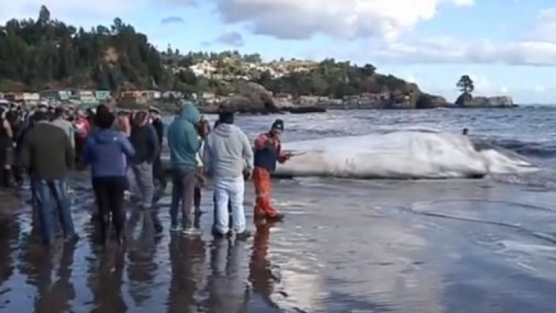 Океанът изхвърли огромно чудовище край бреговете на Чили (СНИМКИ/ВИДЕО)