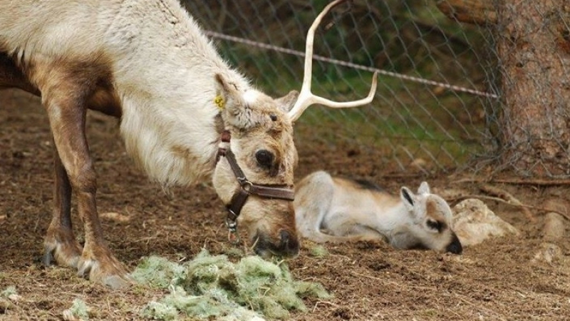 Пролетно чудо! Северно еленче се роди в Родопите