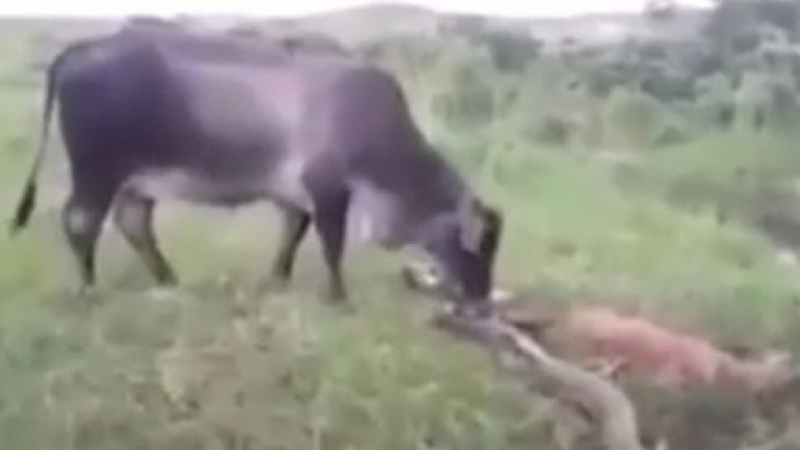 Разярена крава нападна анаконда, за да отмъсти за смъртта на малкото си теленце (ВИДЕО)