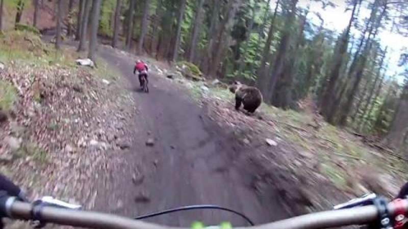 Вижте как мечка нападна екстремни велосипедисти (ВИДЕО)