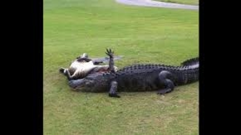 Яростна схватка на алигатори прекъсна игра на голф (ВИДЕО)