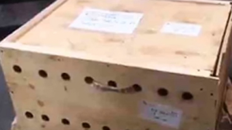 На летището пристигнала странна, дървена кутия. Когато служителите я отворили, останали в шок 