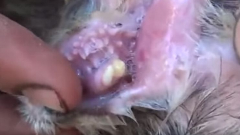 Овца мутант със зъби в ушите шокира мрежата (СНИМКИ/ВИДЕО)