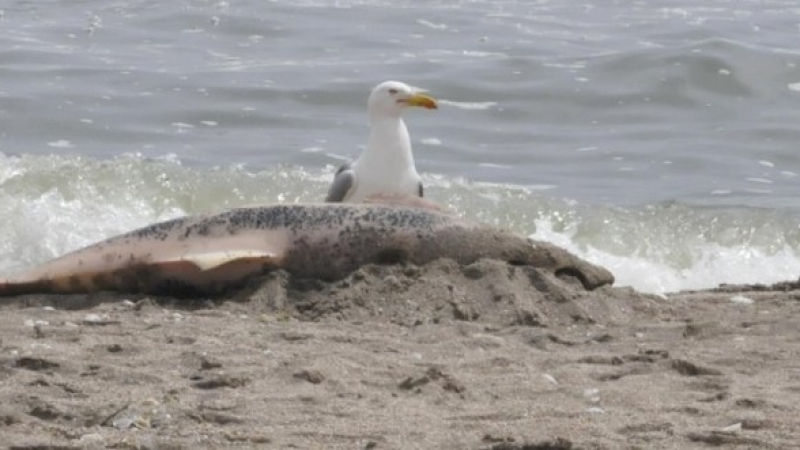 Два мъртви делфина изхвърли морето край Балчик 