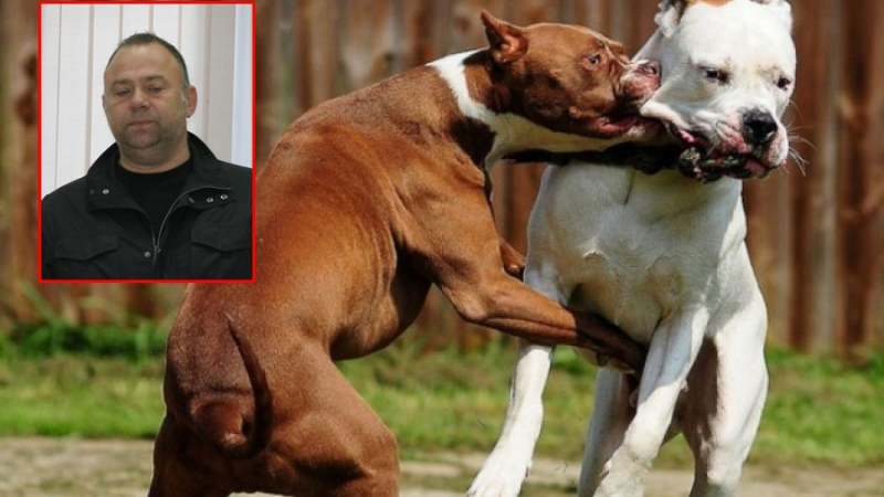 Пазарджишки бизнесмен печели от кървави боеве с кучета