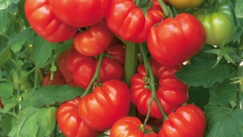 Ценни съвети: Изкарайте вкусни и ранни домати без оранжерии и разсад!
