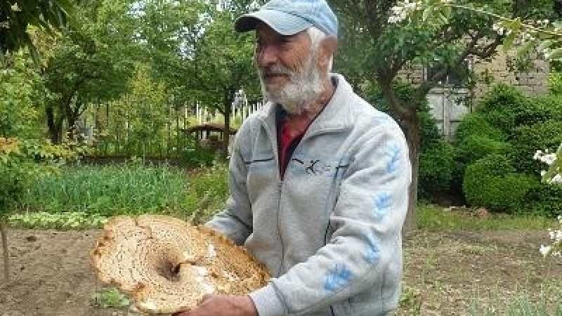 Земеделецът бай Георги откри нещо изумително в двора на началното школо в Козлодуй (СНИМКА)