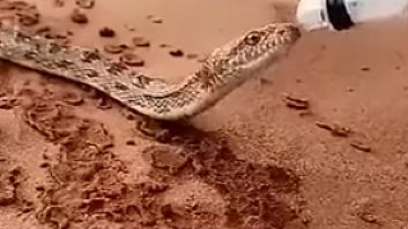 Уникално ВИДЕО показва как саудитци спасиха змия в пустинята от жажда