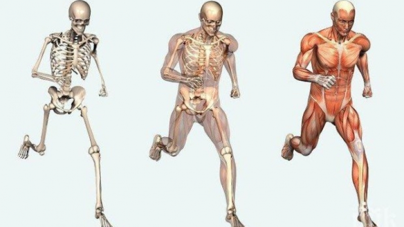 12 мита за човешкото тяло, развенчани от науката 