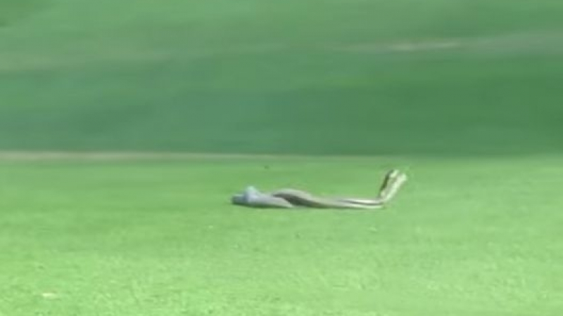 Две отровни змии се сбиха на голф игрище (ВИДЕО)