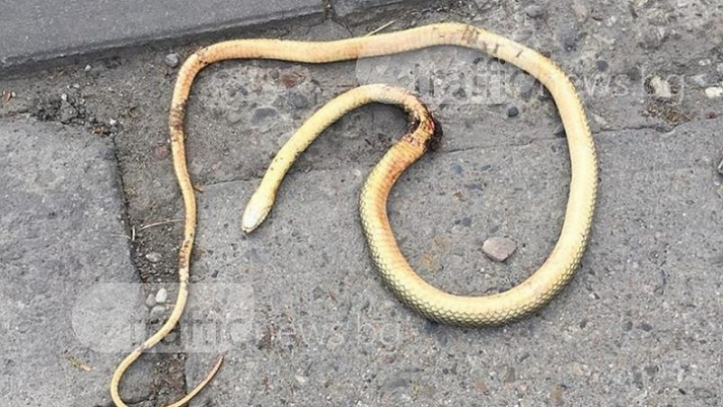 Змии държат на нокти пловдивчани, умряло влечуго стресира хората в Кючука (СНИМКИ)