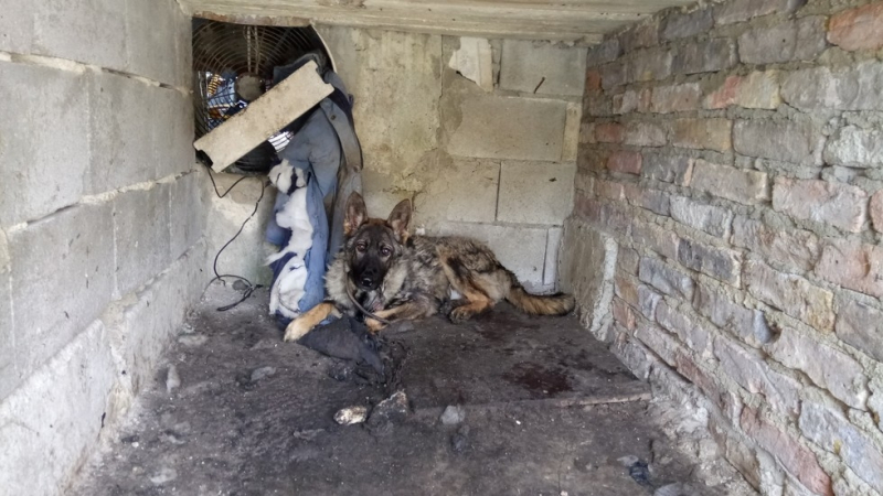 Разбиха нелегален кучкарник на ужасите край Варна (СНИМКИ)
