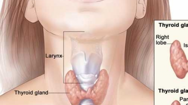 Ето по тези неща можете веднага да хванете дали ви работи правилно щитовидната жлеза 