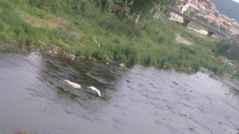 Чайка емигрира от Бяло море и се настани в Златоград (СНИМКИ)