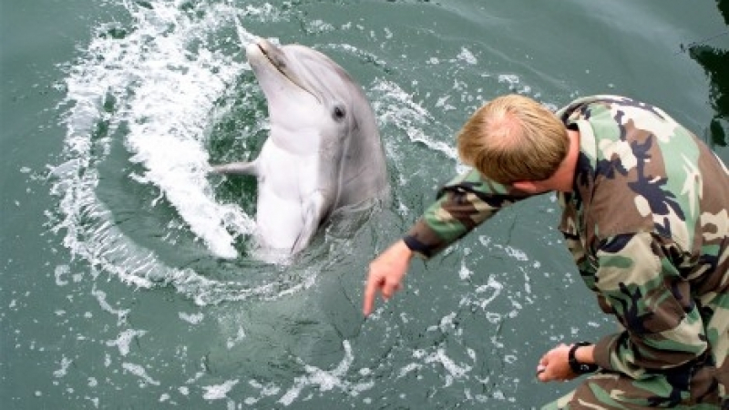 Ето защо министерството на отбраната на Русия купува делфини, тюлени и морски зайци