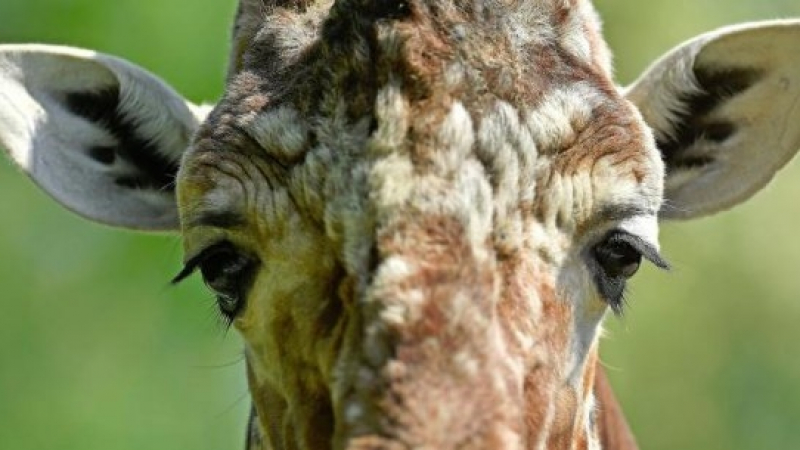 Изчезващ вид жираф се роди във Валенсия