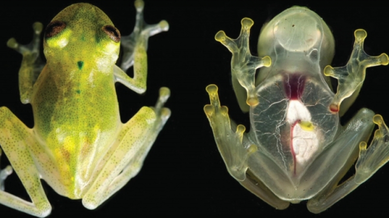 Учени откриха нов странен вид жаба (ВИДЕО)