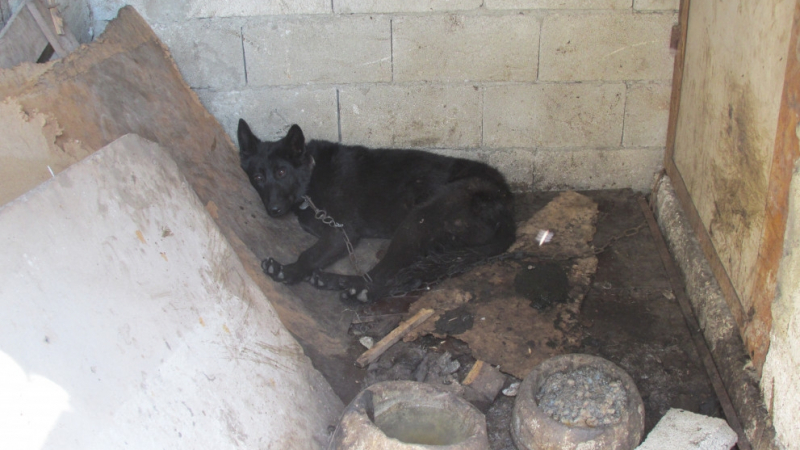 Какво го чака собственика на кучешкия концлагер във Варна