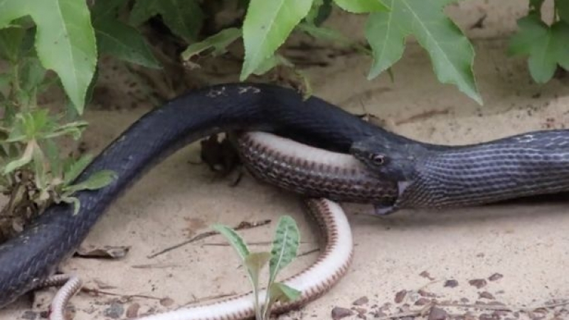 Турист попречи на една змия да изяде друга, втората само проверила какво има в стомаха на първата (ЗРЕЛИЩНО ВИДЕО)