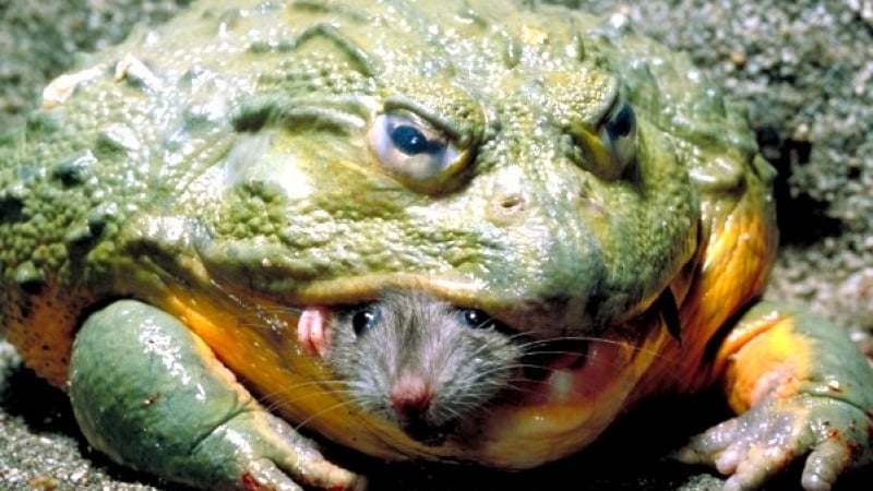 Невиждана твар: Ловецът Маркъс хвана 6-килограмова жаба с размерите на куче (СНИМКИ)