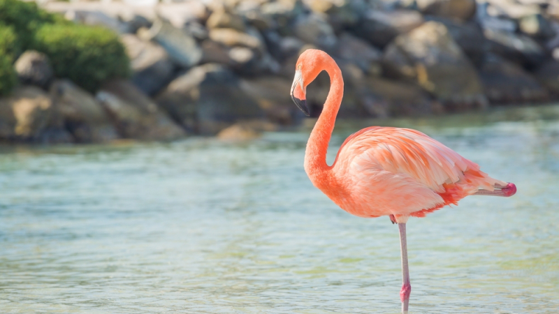 Учени разгадаха защо фламингото стои на един крак