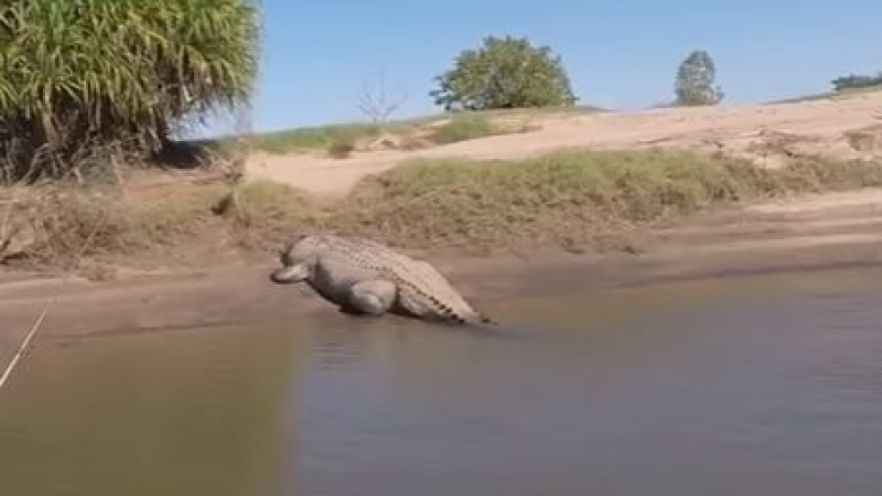 Безразсъдни рибари подразниха огромен крокодил и за малко да съжалят жестоко (ВИДЕО)