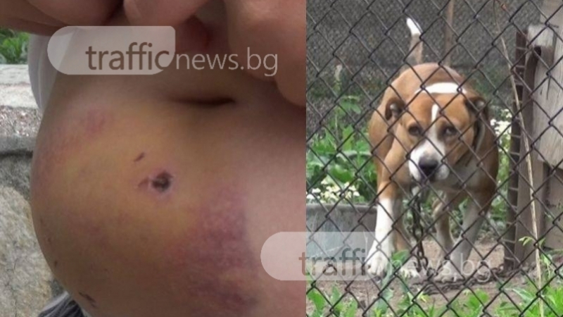 Вендета! Отровиха едно от кучетата на собственика на питбула, който нахапа дете край Пловдив 