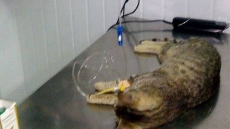 Изрод трови котките в бургаския ж.к."Лазур", ето какво им причиниха (ВИДЕО)