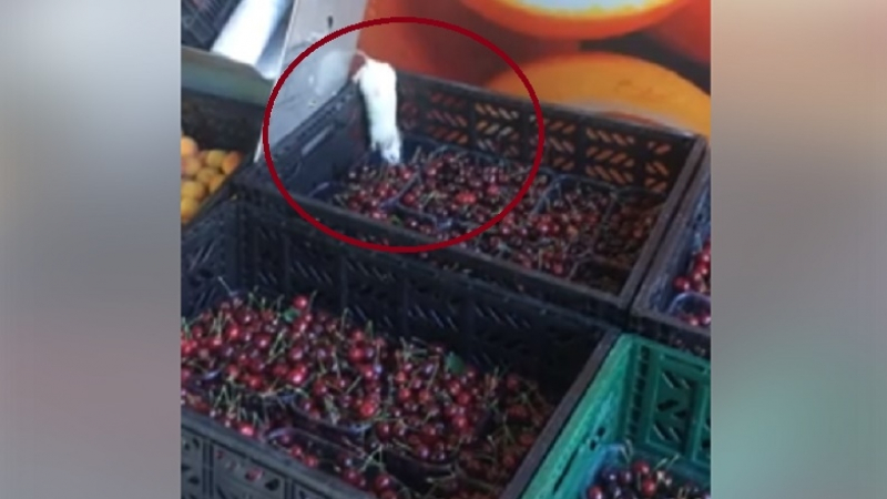 Няма да повярвате на очите си! Мишка краде... череши в столичен хипермаркет (ВИДЕО)