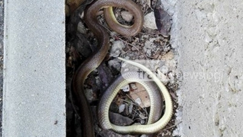Пловдивчанка преживя кошмар, за няколко минути видя три змии на тротоара 