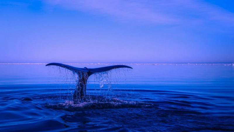 Мистерия в Атлантическия океан, кит изченал преди 200 г...