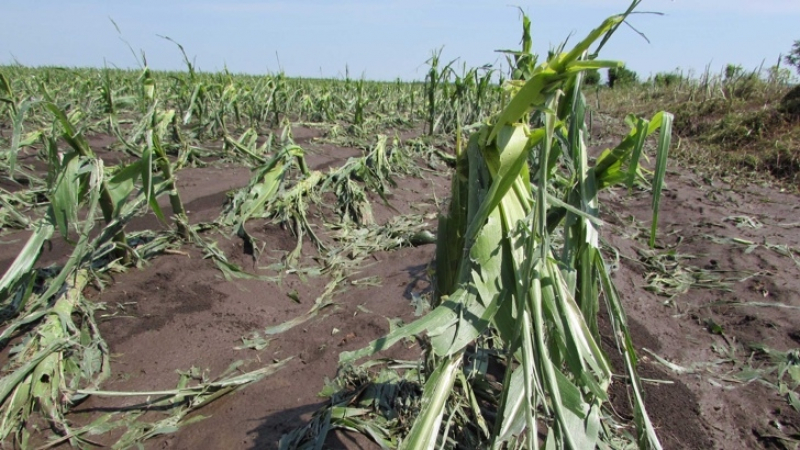Трагедията в Сливо поле е пълна! Пострадалите земеделци нямат застраховки