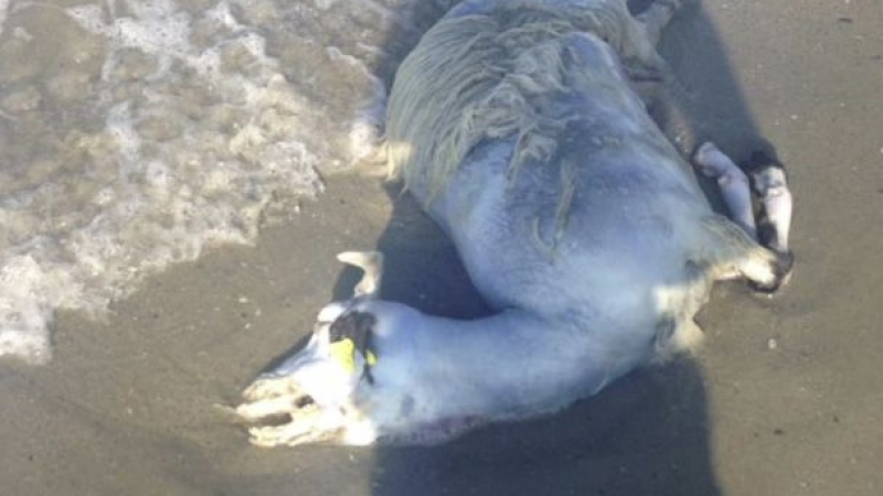 Удавените край Варна животни са обезвредени в екарисаж