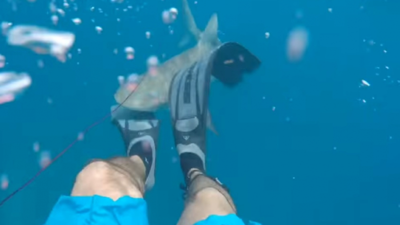 Вижте рядкото истинско нападение на акула над човек (ВИДЕО 18+)