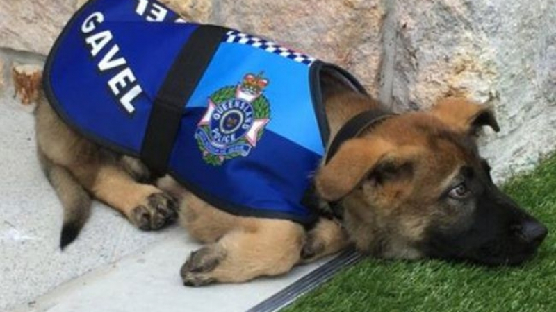 Уволниха полицейското куче Гевъл, не искал да арестува (СНИМКИ)