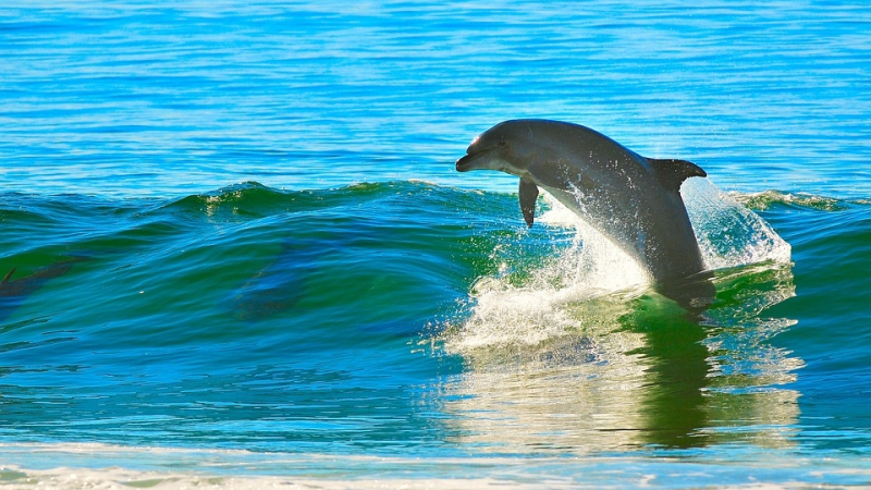 Мъж и жена се разхождаха по плажа, когато делфини изкараха на брега безценна реликва (СНИМКИ)