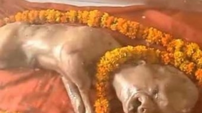Ужасяваща човекоподобна твар се появи на бял свят в Утар Прадеш, обявиха я за божество (ВИДЕО)