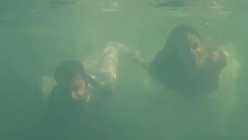 Младоженци от Бургас избраха сватбените им СНИМКИ да са под вода, но операторът се оказа, че не може да плува! Получи се това ВИДЕО
