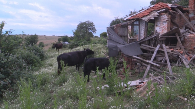 Нечувани зверства върху крави заради паша на нос Емине