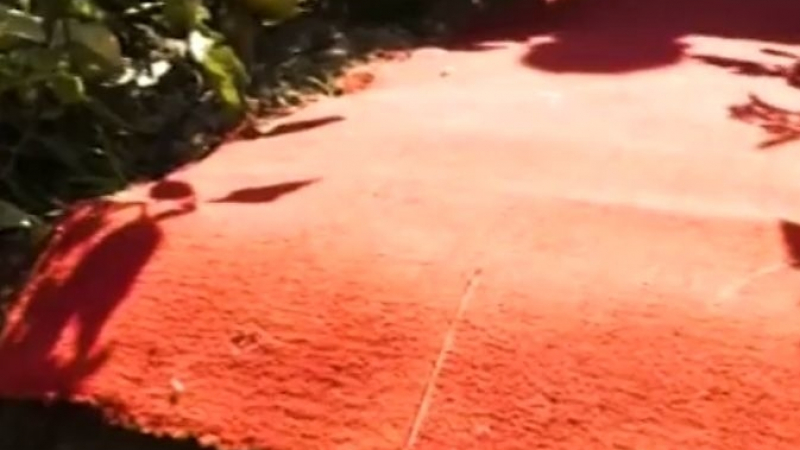 Стопанка от с.Труд придаде светски блясък на зеленчуковата си градина с... червен килим (ВИДЕО)