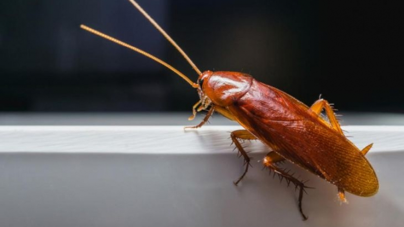 Очаква ни ужасяващо бъдеще! Хлебарките еволюират и ще превземат света, отровата вече не им влияе!