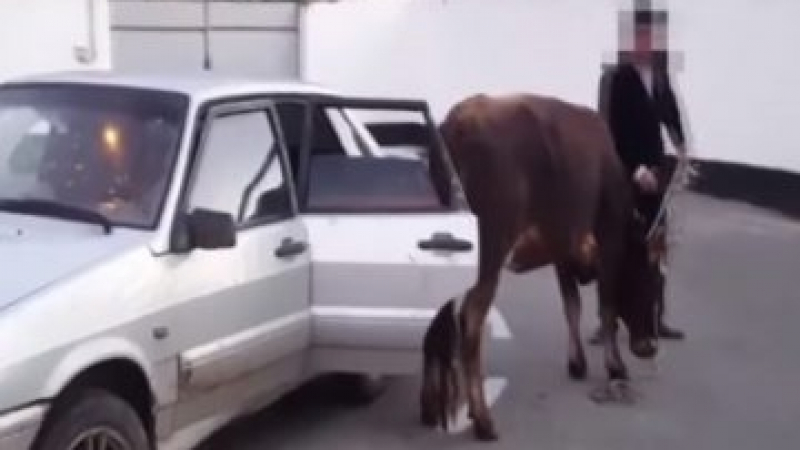Катаджии спряха Лада за превишена скорост и откриха вътре крава (ВИДЕО)
