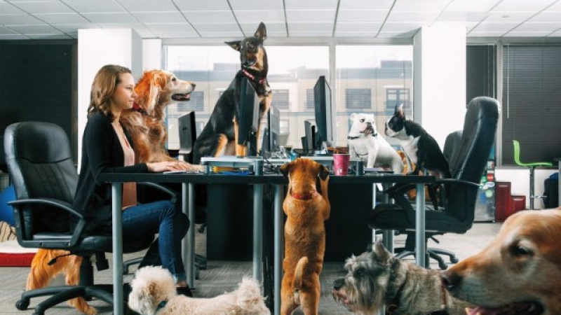 Офисите в САЩ се пълнят днес с кучета и котки, защото...