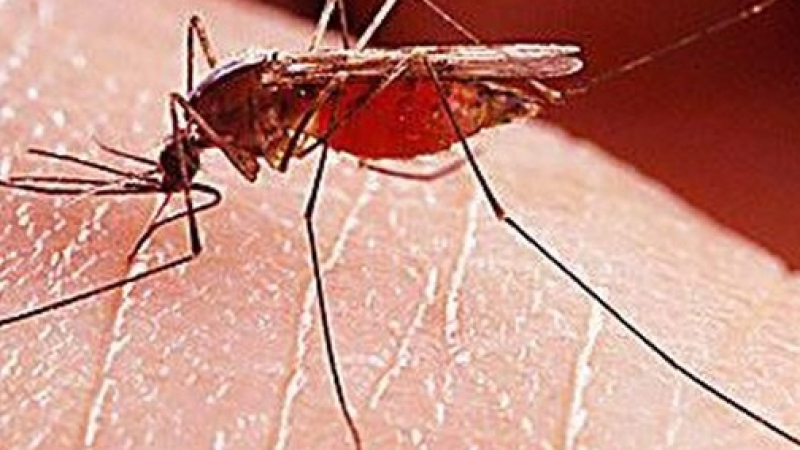 Тези четири типа хора са най-привлекателни за комарите