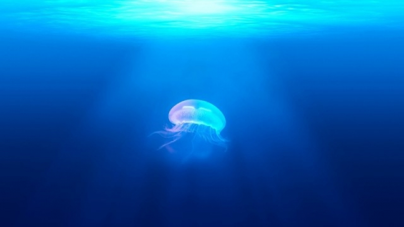 Какво да правим, ако ни „ужили“ медуза?