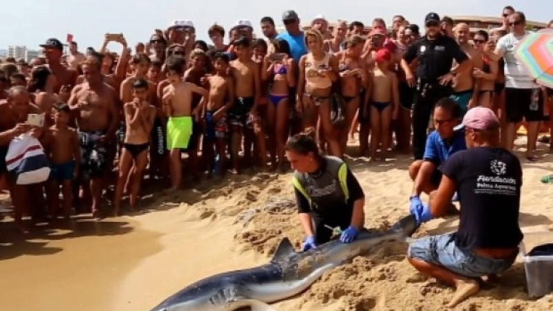 Евакуация! Гигантска акула вся паника сред плажуващи на Майорка (СНИМКИ/ВИДЕО)