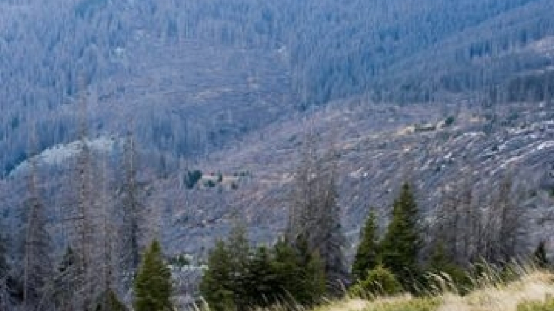 Труд: Короядът на зелените убива иглолистната гора