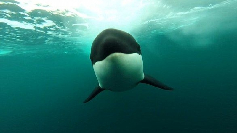 Уникално ВИДЕО! Вижте как кит убиец преследва жертвата си с 40 километра в час под водата