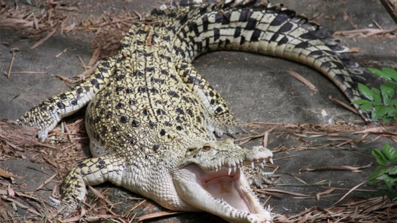 Два гладни крокодила щяха да изядат бебе кенгуро, но ето каква стана ВИДЕО